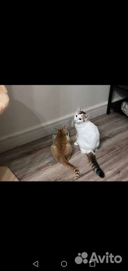 Котик бесплатно в добрые руки