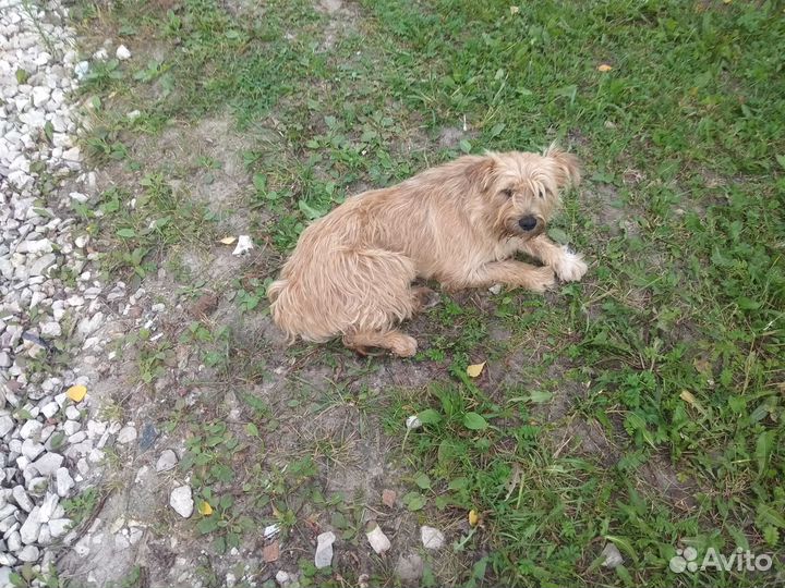 Найдена собака