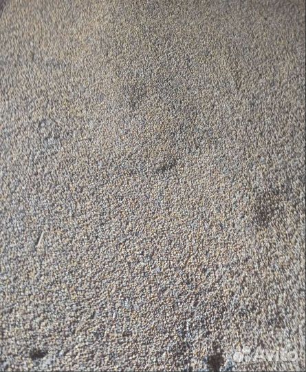 Сахарная свёкла, Фуражный овёс на корм