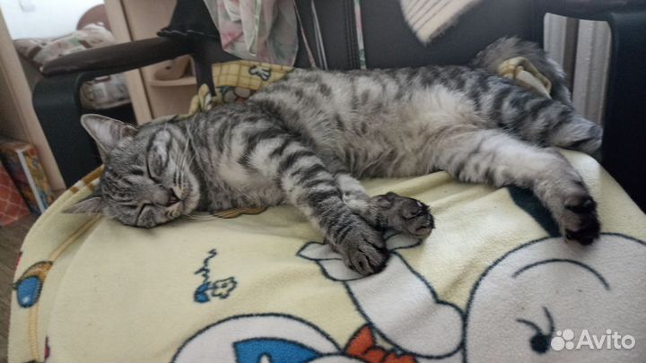 Отдам кота в добрые руки