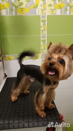 Услуги грумера, стрижка собак