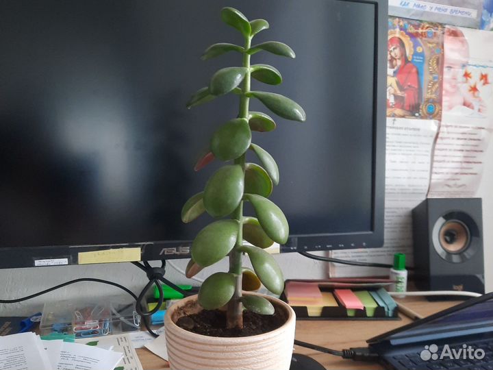 Толстянка крассула