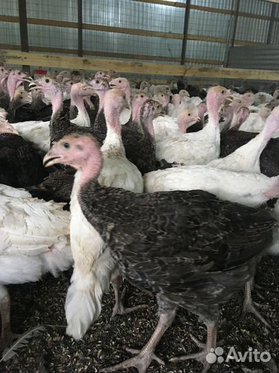 Подрощенные Индюки