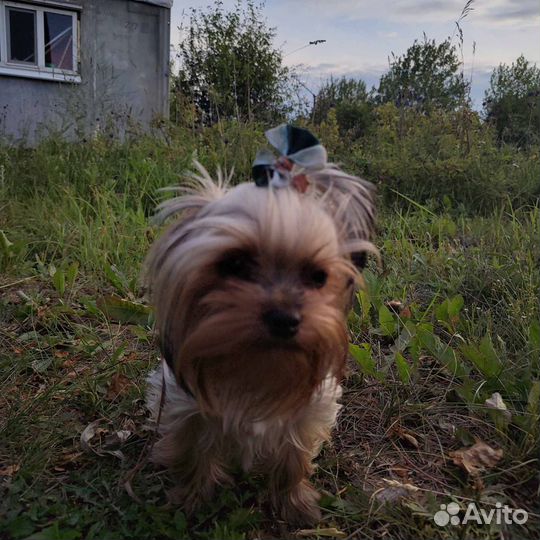 Йоркширский терьер