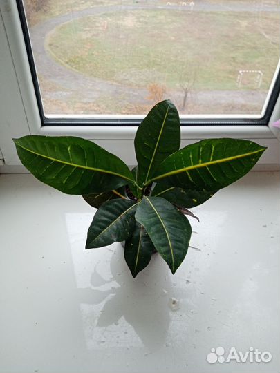 Кротон кодиум