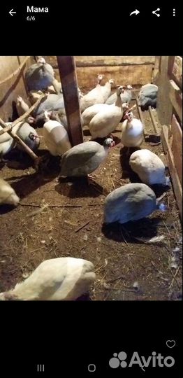 Цесарята,цесарки