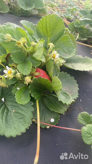 Рассада клубники