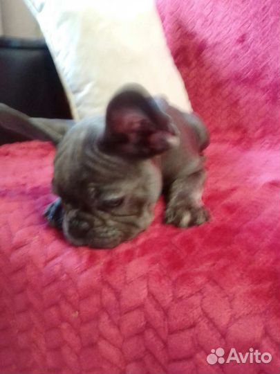 Французский бульдог голубой щенки