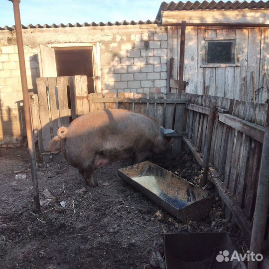 Свиноматка