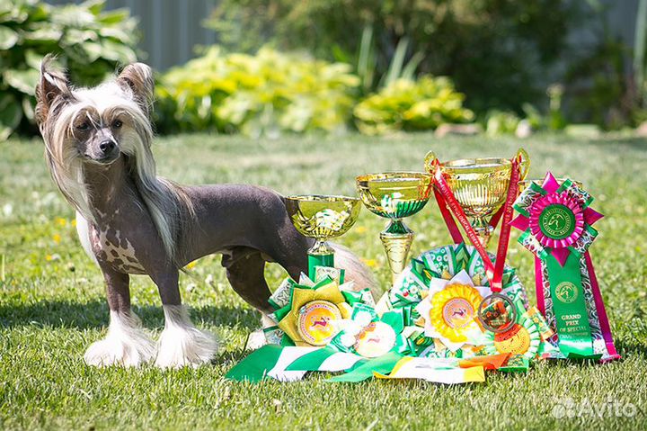 Китайской хохлатой голый кобель для вязки