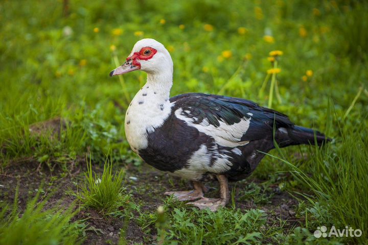 Мускусные утки