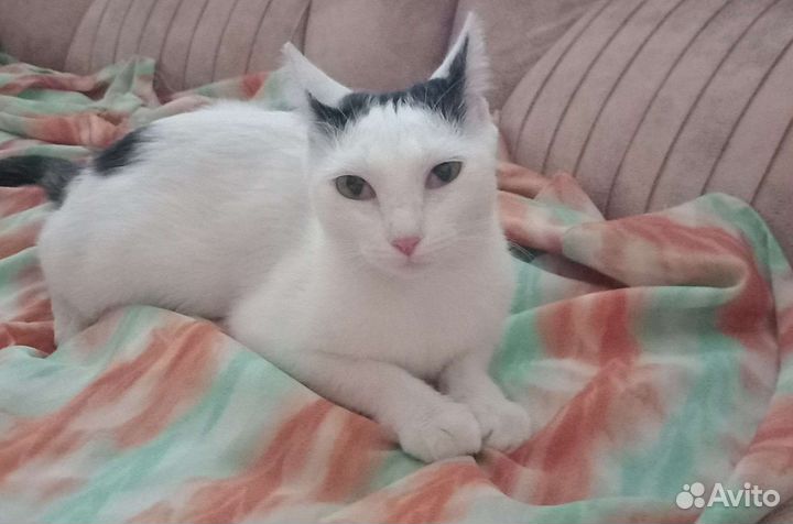 Кошечка Муля