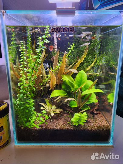 Готовый Аквариум