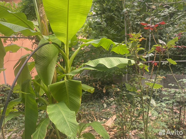 Банановая пальма