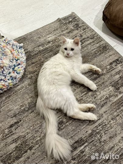 Турецкий van белый