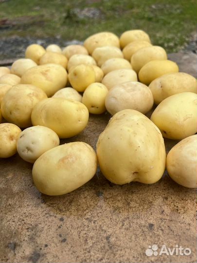 Продам картофель оптом