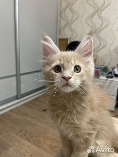 Котята мейн-кун