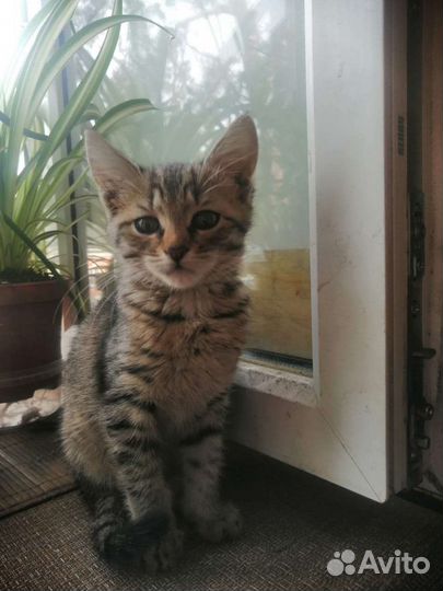 Котенок-девочка две очаровашки в добрую семью