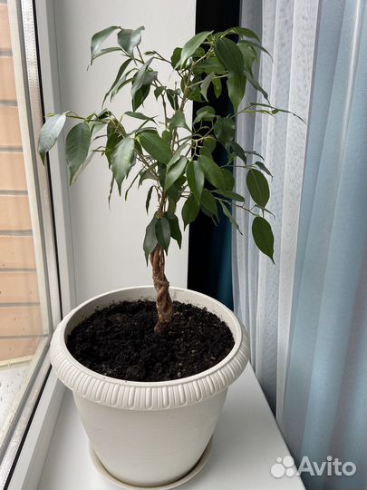 Фикус бенджамина