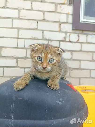 Кошка в дар бесплатно