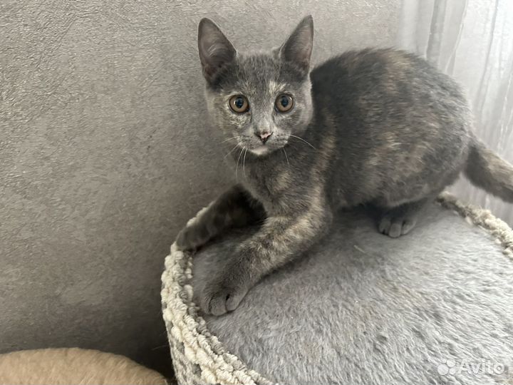 Котёнок