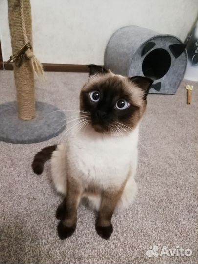 Тайские котята