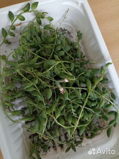 Крестовник роули