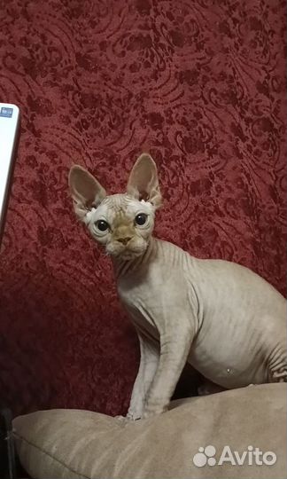 Голый котик Девон рекс
