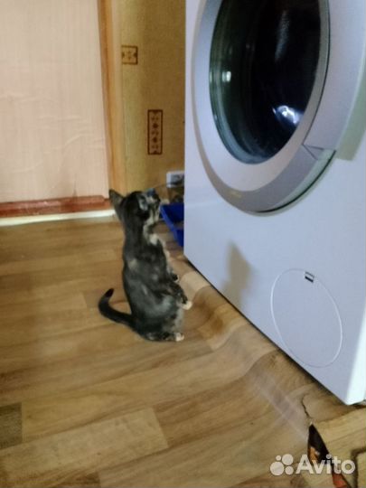 Котенок девочка