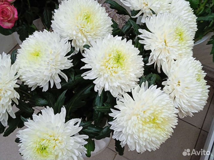 Цветы с доставкой