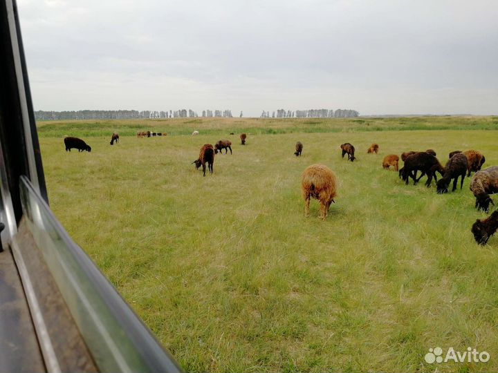 Курдючные бараны овцы