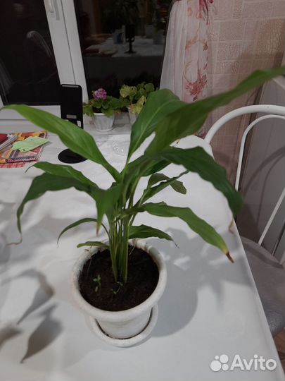 Спатифиллум