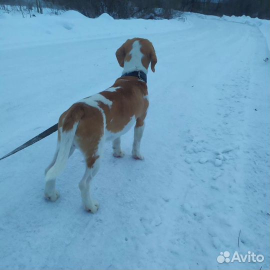 Бигль парень для вязки