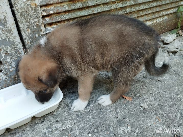 Мальчик щенок в добрые руки