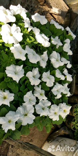 Овощная и цветочная рассада