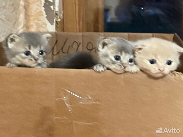 Британские котята