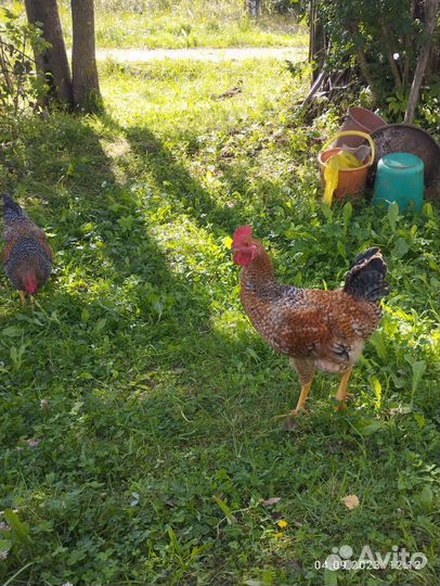 Куры петухи
