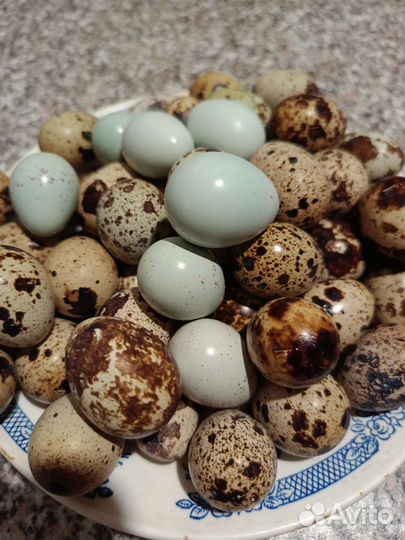 Перепела (мясо,яйца,цыплята)