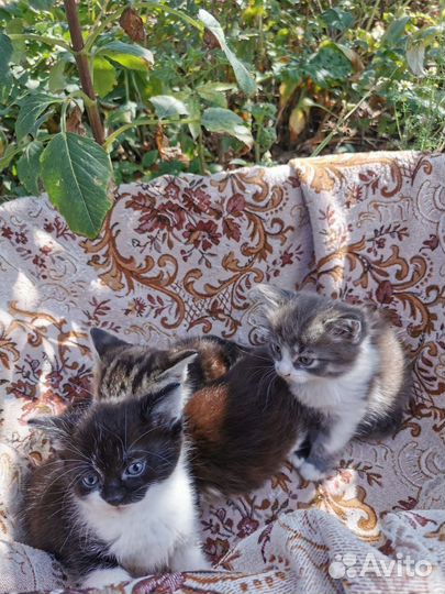 Котята в добрые руки