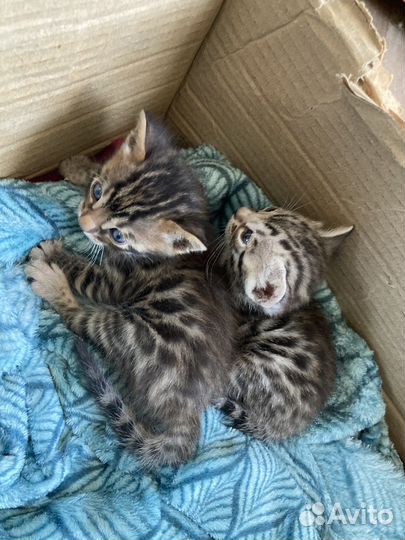 Бенгальсие котята