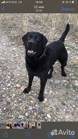 Вязка собак