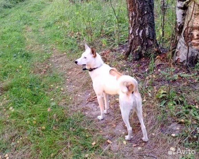 Девочка Пыжума