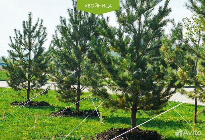 Сосна обыкновенная