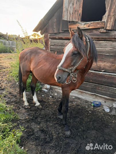 Жеребчик орловский