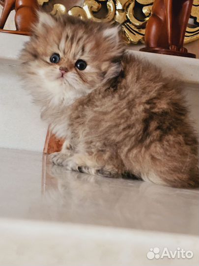 Британская шиншилла