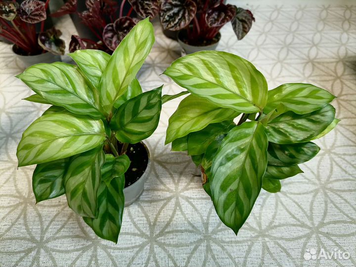 Мирты, Пеперомии, калатеи