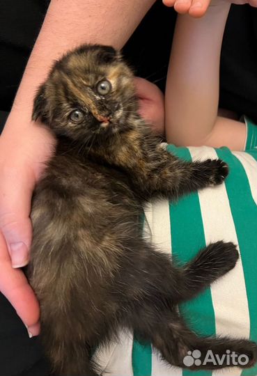 Найдена кошка