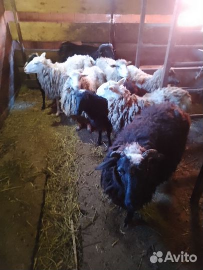Овцы,бараны,ягнята