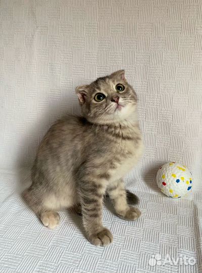 Шотландская