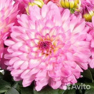 Рассада летников